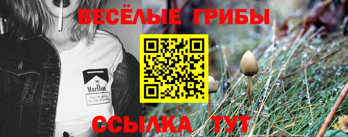 Псилоцибиновые грибы Cubensis Луховицы